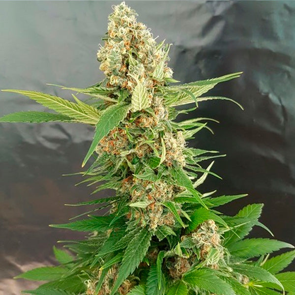 Gorilla Ice Cream 5 female seeds Expert Seeds