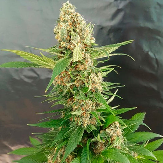 Gorilla Ice Cream 15 pc. fem. Expert Seeds