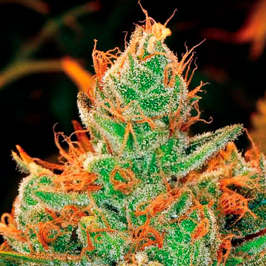 Gorilla Lilly 10 u. fem. Expert Seeds