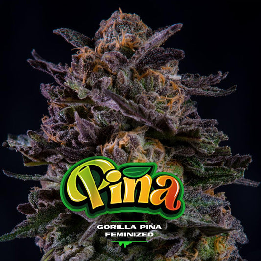 Gorilla Piña 4 u. fem BSF Seeds