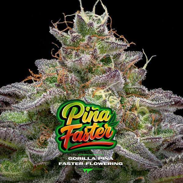Gorilla Piña Faster Flowering  7 u. fem BSF Seeds