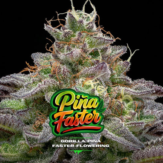 Gorilla Piña Faster Flowering  7 u. fem BSF Seeds