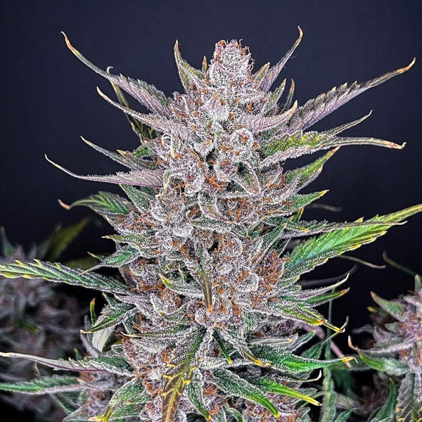 Gorilla Punch Auto 5 pz. fem. FastBuds Seeds