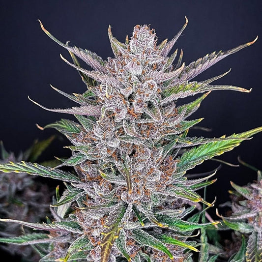 Gorilla Punch Auto 10 pz. fem. FastBuds Seeds