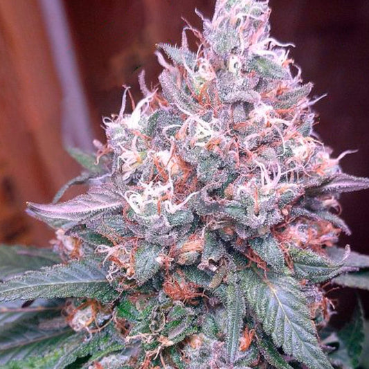 Gorilla SFV OG 15 pc. fem. Expert Seeds