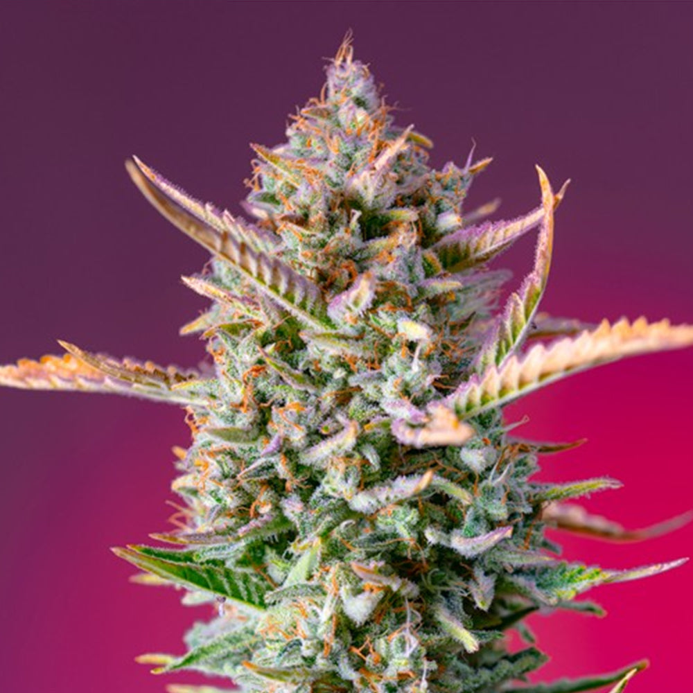 Gorilla Sherbet F1 Fast Version 100 pcs. fem. Bulk Professional Sweet Seeds