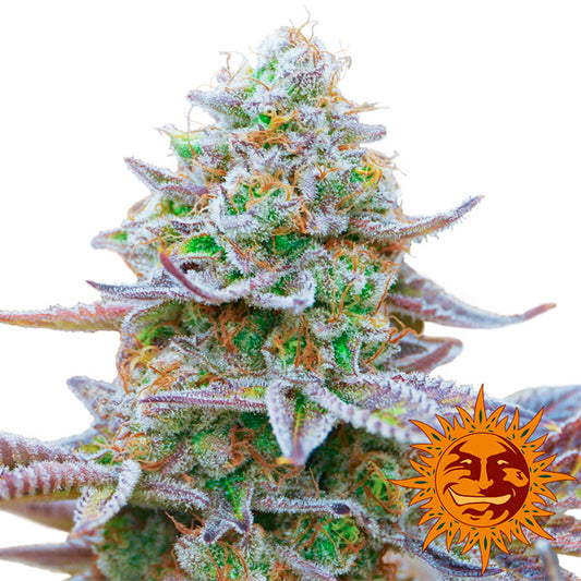 Gorilla Zkitltez   1 u. fem. Barney's