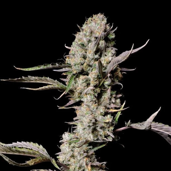 Gorilla Zkittlez Auto 1 u. fem. FastBuds Seeds