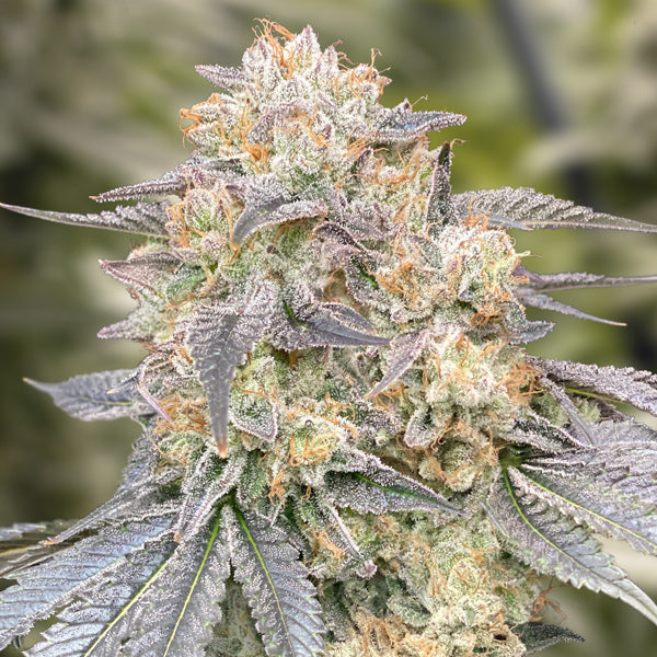 Gorilla Zkittlez Fast 3 ud High Speed Buds