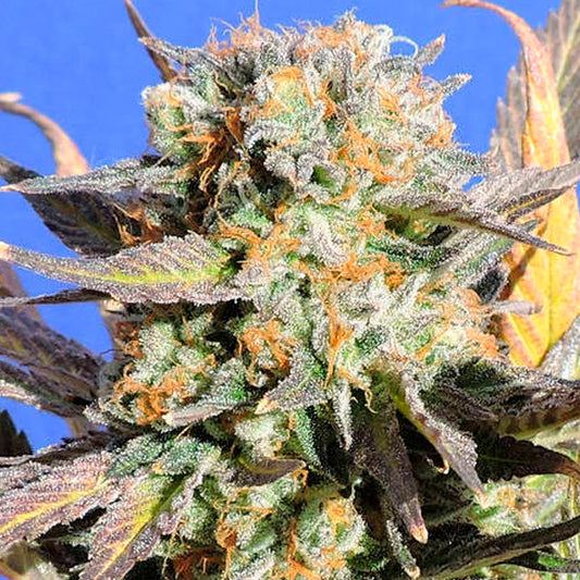 Grandaddy Black  3 u. fem. Original Sensible