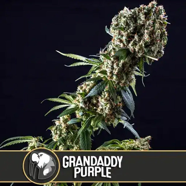 Grandaddy Purple 9 u. fem. Blimburn Seeds