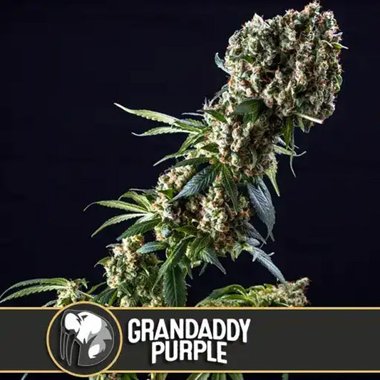 Grandaddy Purple 9 u. fem. Blimburn Seeds