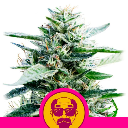 Granddaddy Purple 3 pz. femminizzata Royal Queen