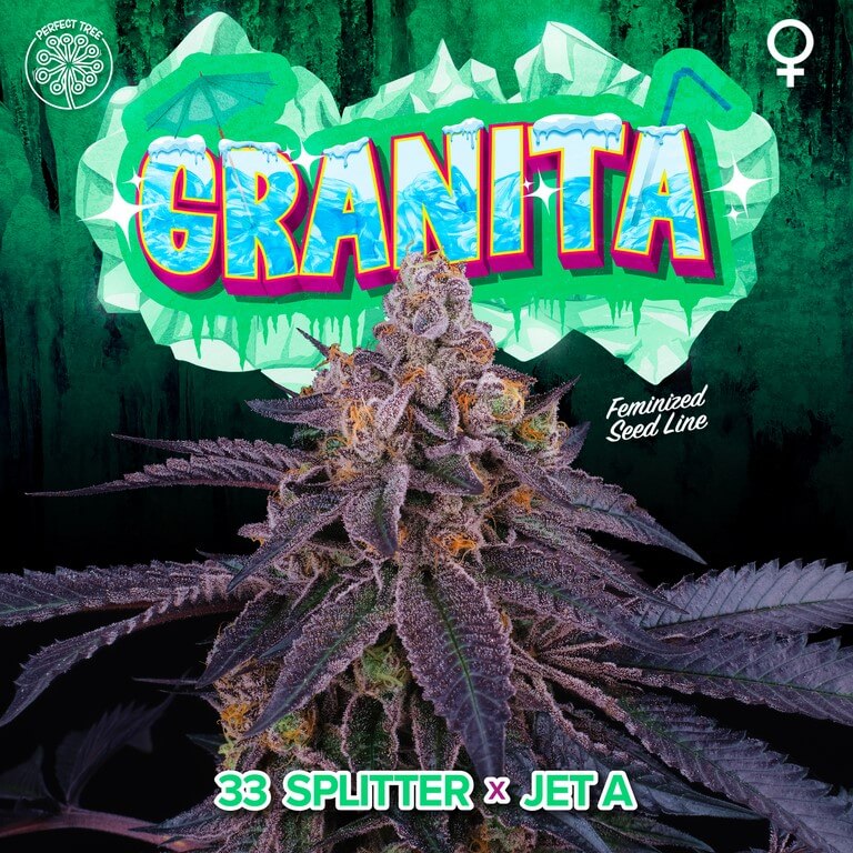 Granita 3+1 fem. Perfect Tree