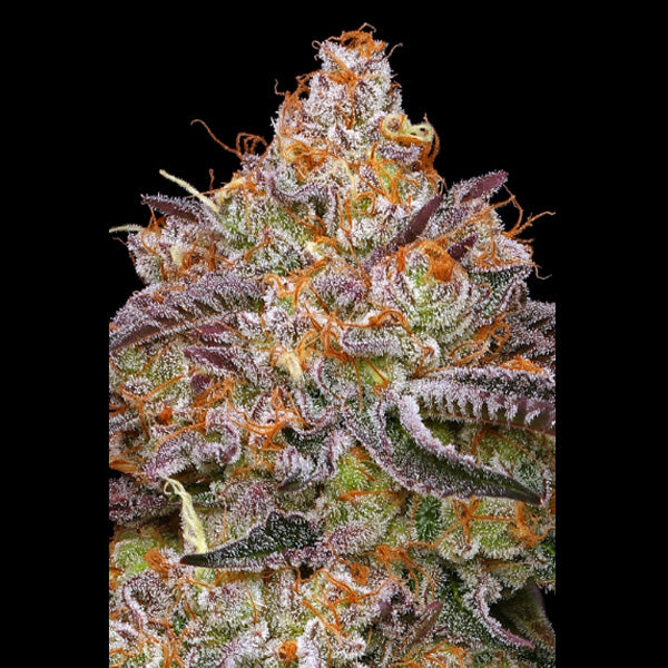 Granny Candy 3 u. fem Humboldt Seeds Company