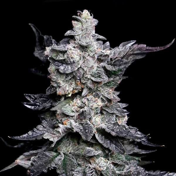 Granny's Apple Fritter 3 ud. fem Elev8 Seeds