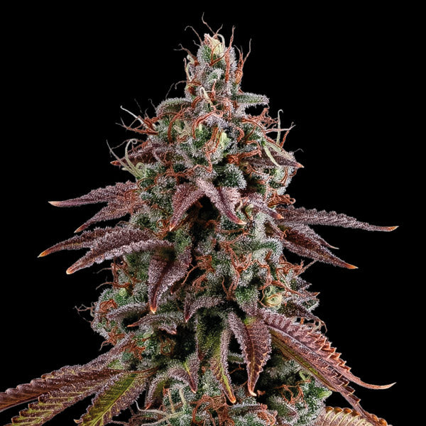 Granny´s Home fem.  1 u. Seedstockers Superior