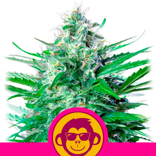 Grape Ape 3 u. fem. Royal Queen