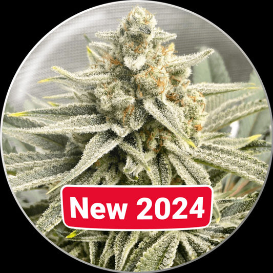Grape Fuel  5 u. fem. Medical Seeds