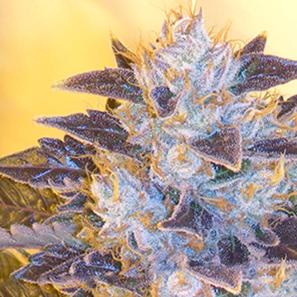 Grape OG 6 ud. fem. The Cali Connection