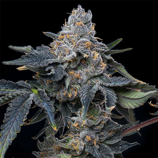 Grape Z X Hollywood 6 u. fem Cookies Seed Bank