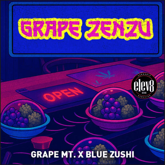 Grape Zenzu 3 ud. fem Elev8 Seeds