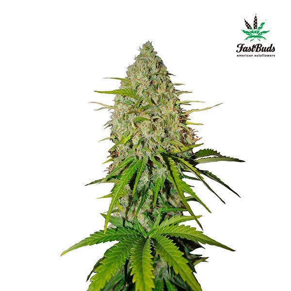 Grapefruit Auto 5 u. fem. FastBuds Seeds