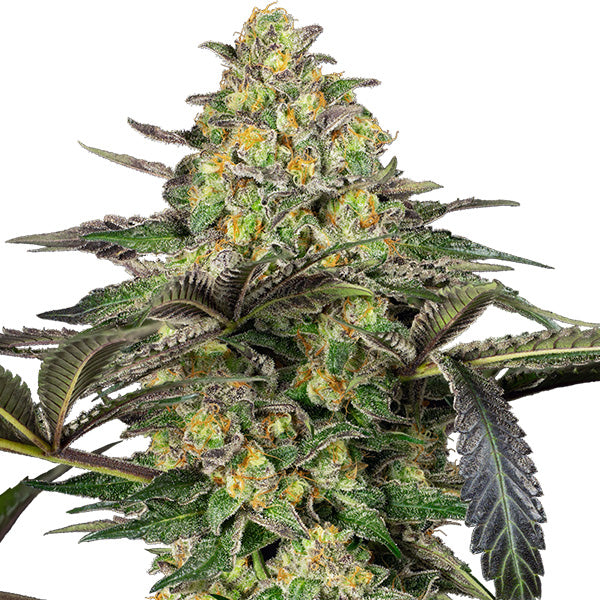 Grapevine Candy 5 fem. seeds Sensi Seeds