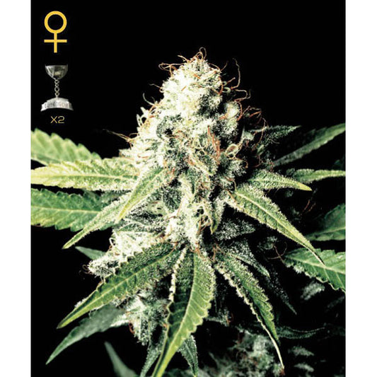Great White Shark 10 ud. fem. Green House