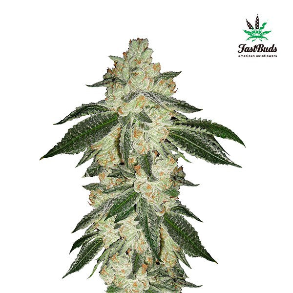 Green Crack Auto 5 u. fem. FastBuds Seeds