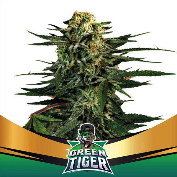 Green Tiger Fioritura Più Veloce 2 pz. fem BSF Seeds
