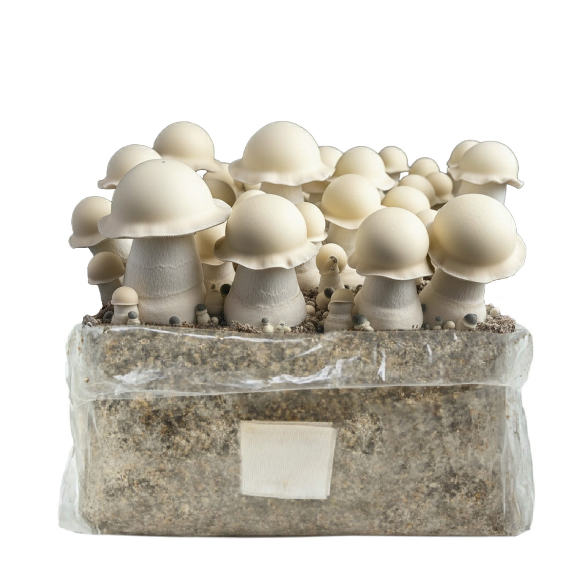 Grow Kit  Bolsa Easy Grow 2 lt. Albino Monkey Mak