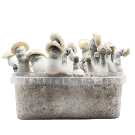 Grow Kit Albino Bluey Vuitton Hybrid