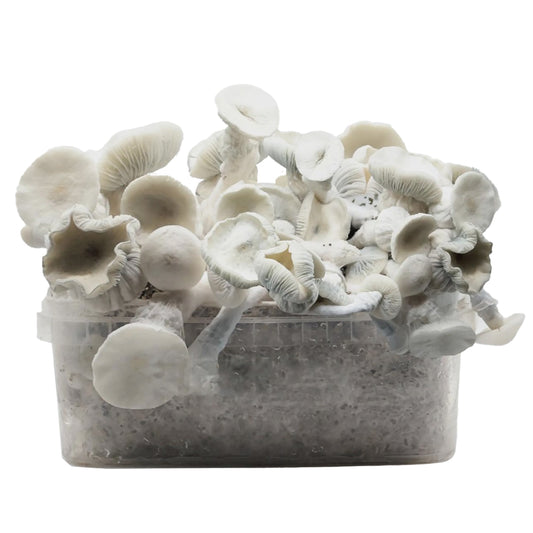 Grow Kit Averis Albino
