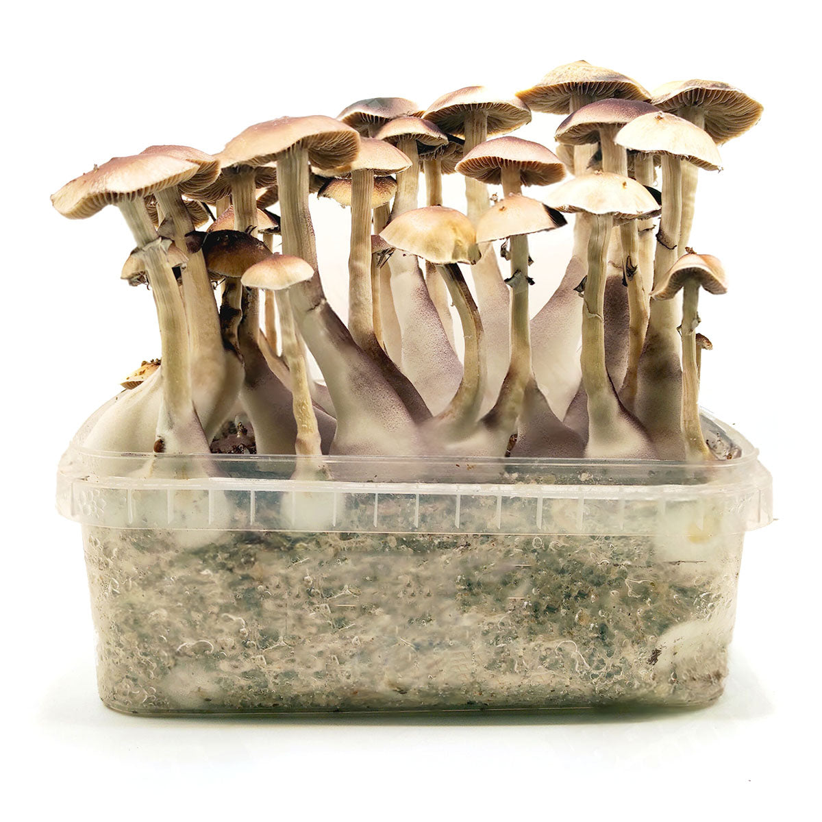 Grow Kit Brasil