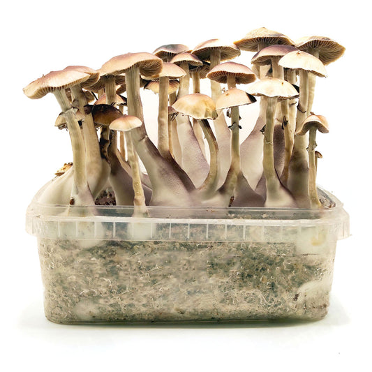 Grow Kit Brasil