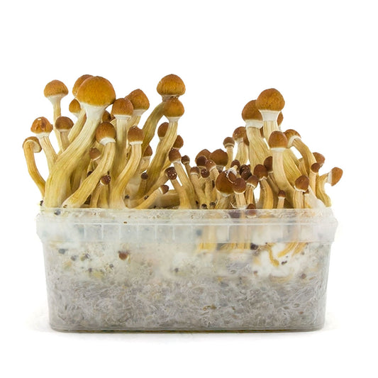 Grow Kit Ecuador