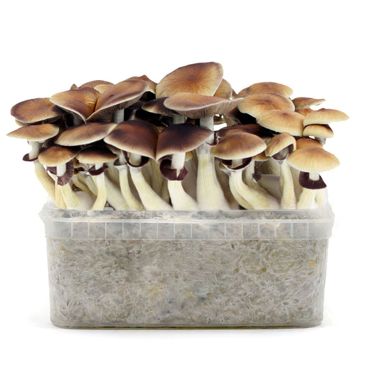 Grow Kit Golden Teacher
