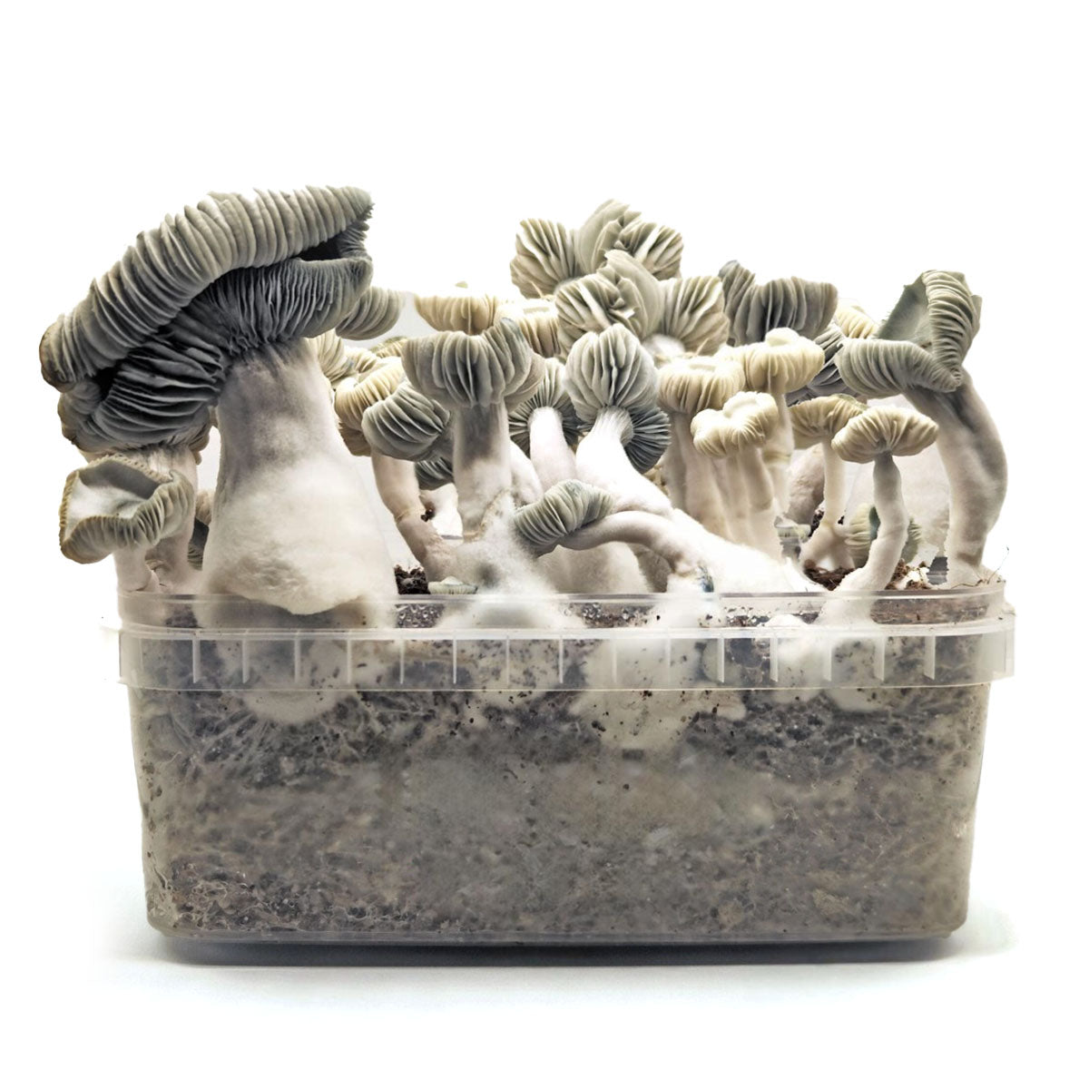 Grow Kit Jack Frost Hybrid