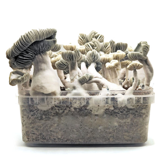 Grow Kit Jack Frost Hybrid