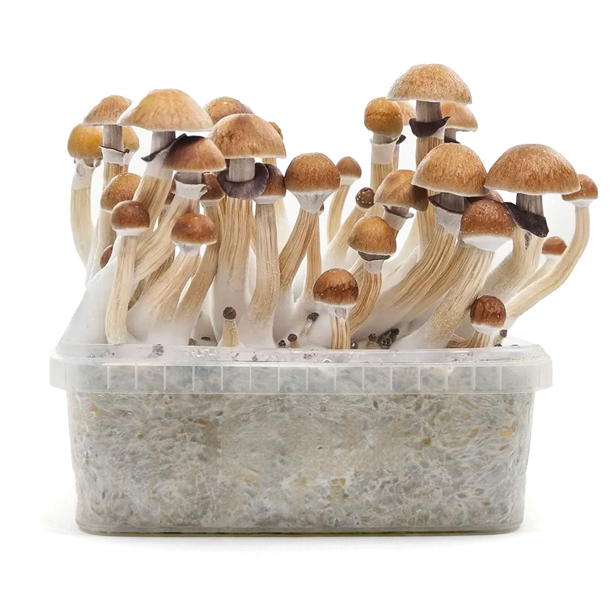 Grow Kit MC Kennaii