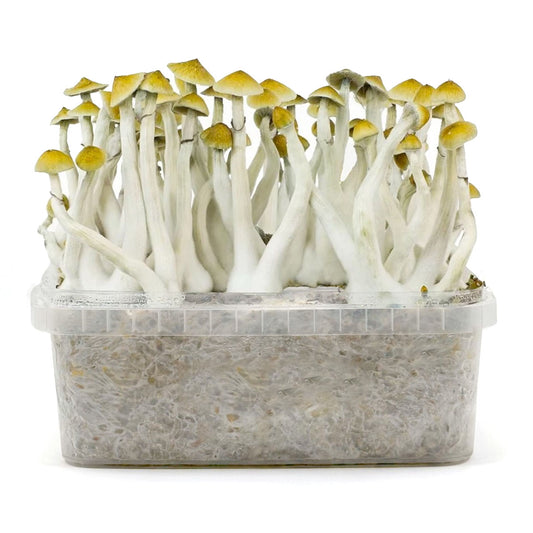 Grow Kit Mexicana