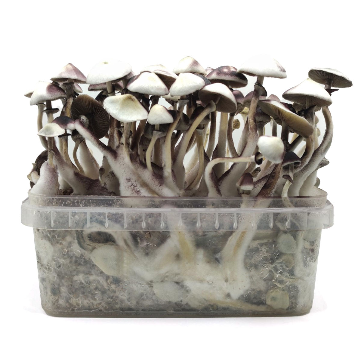 Grow Kit Moby Dick