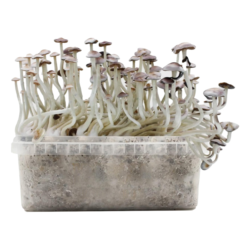 Grow Kit Super Natalensis