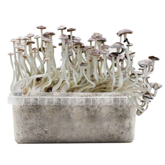 Grow Kit Super Natalensis