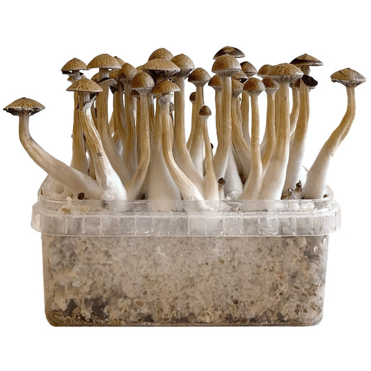 Grow Kit Thai