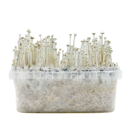 Grow Kit Panaeolus Cyanescens