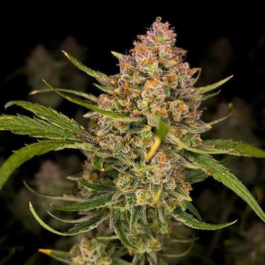 Guava Auto 5 pz. fem. FastBuds Seeds