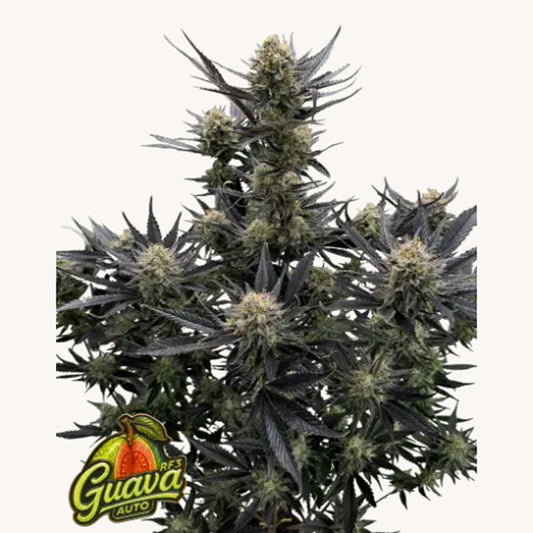 Guava Auto RF3 10 pz. fem. FastBuds Seeds
