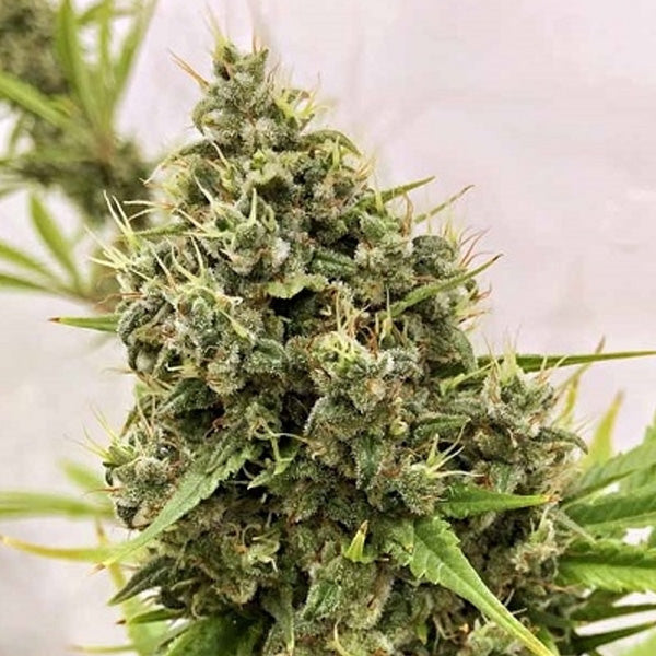 Guawi 5 u. fem. Ace Seeds